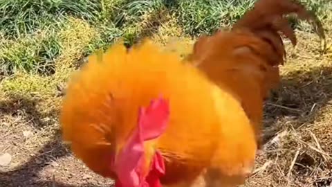 The rooster is so bad that he does bad things every chance he gets