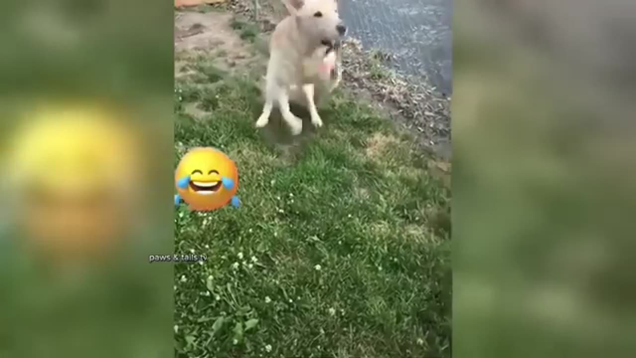 Animals Being Hilarious – You Won’t Believe What They Did! 😂🐒