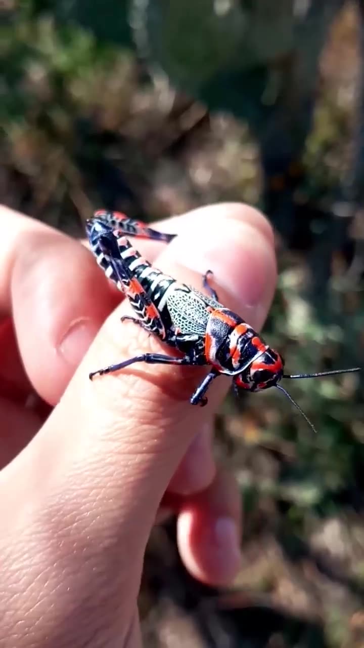 A GRASSHOPPER CALLED THE PAINTED GRASSHOPPER OR HAIRCUTTER & SCIENTIFICALLY IT’S CALLED DACTYLOTUM BICOLOR