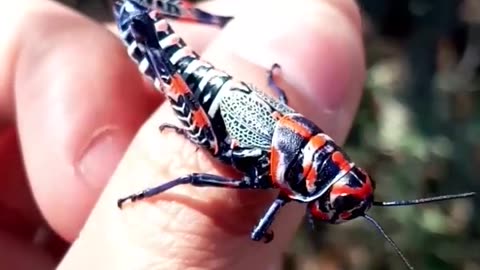 A GRASSHOPPER CALLED THE PAINTED GRASSHOPPER OR HAIRCUTTER & SCIENTIFICALLY IT’S CALLED DACTYLOTUM BICOLOR