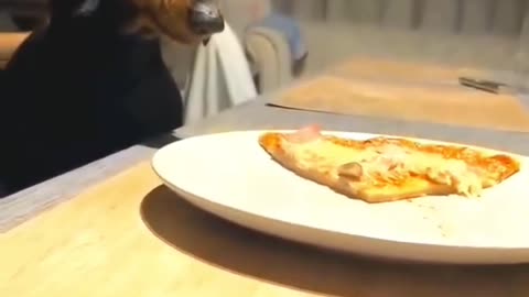 do you dare take pizza from a dog's plate? 😂