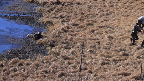 Park Rangers Rescue Ram Stuck in Mud