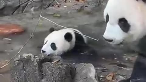 Family Panda 10: Funny Mom Wins! 😂💖