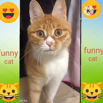 Funniest Cats and Dogs Compilation | Best Funniest Videos| Funny Animal Videos😂🐶😺