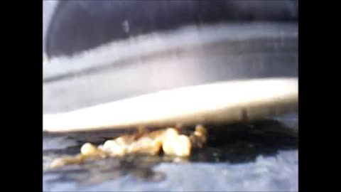 Sorry About Your Pet Snail
