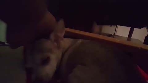 Update On My Dog Chica 1 : Dammit She's Sick (March 12, 2018)