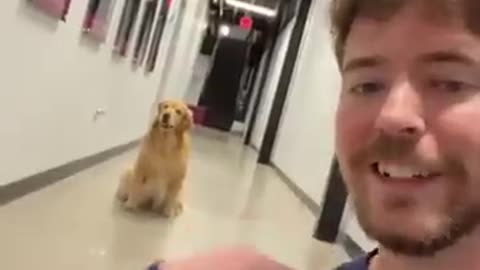 Mr beast and his tinny dog.