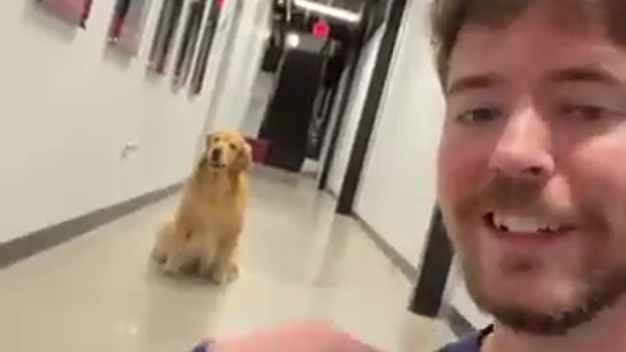 Mr beast and his tinny dog.