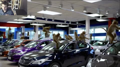 Outtake #1,087 Of Over 3 Monkeys Roam Around A Car Dealership Fake Funny Parody Video