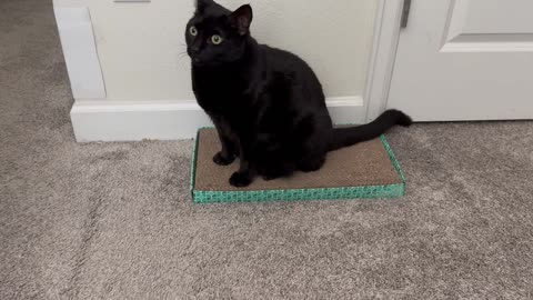 Cute Precious Piper Demonstrates Tuffet Sitting Techniques - Adopting a Cat from a Shelter Vlog
