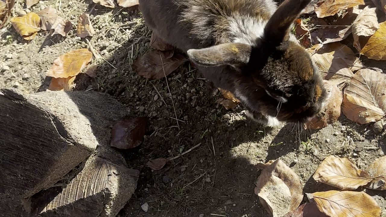bunnies trying out fresh hay for the first time 🌾🐰