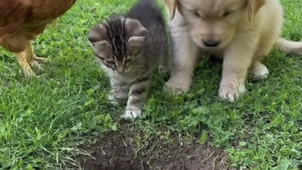 Little Friends Try to Rescue the Kitten That Fell