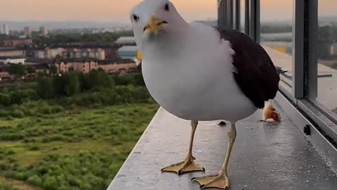 Watch as seagulls swoop in to enjoy a meal on a high city rooftop
