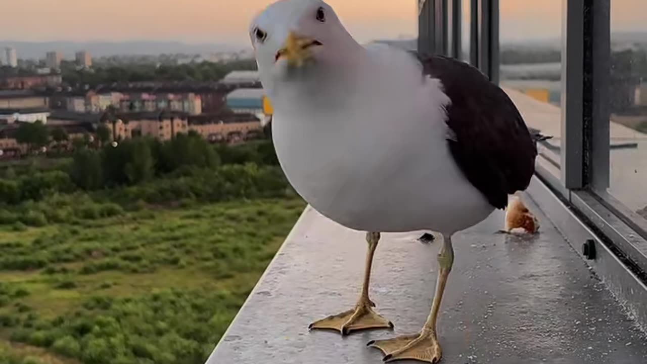 Watch as seagulls swoop in to enjoy a meal on a high city rooftop