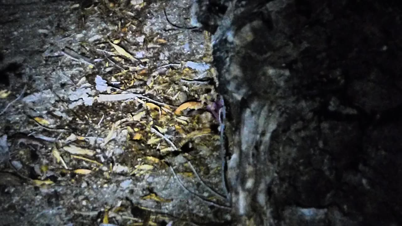 Another angle of the adorable scorpion!!!