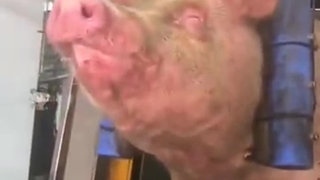 The fate of pigs🐷🐖