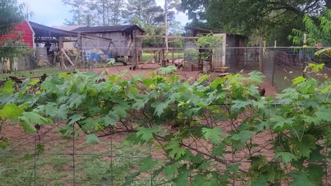 Checking on the Homestead, Chickens, Turkeys and Garden