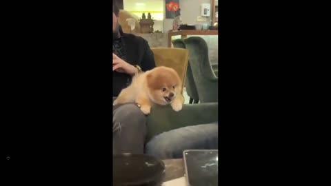 Humor Clip: Dog goes nuts but look how damn cute it is - I would laugh as it bit