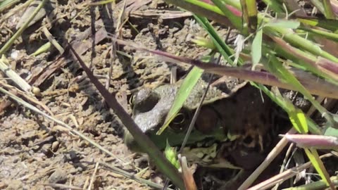 Green Frogs.