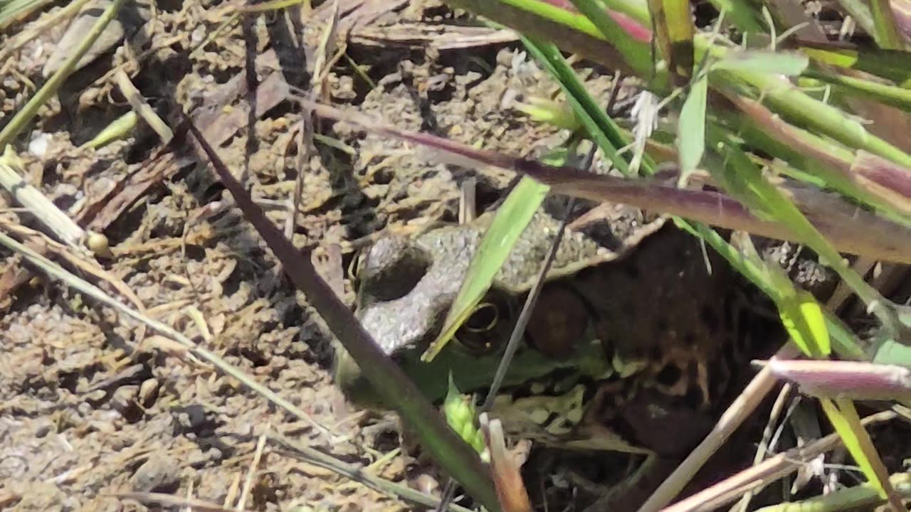 Green Frogs.