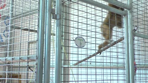 More Monty swinging again