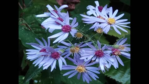 Faithful to His Word -- Healing and Nature