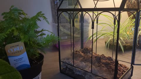 Create a Mini Jungle Terrarium – 2025 Guide & Walkthrough!