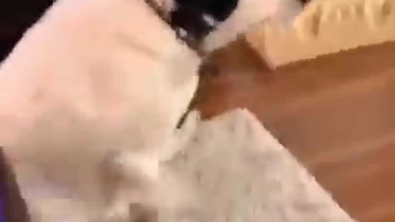 Cute puppies