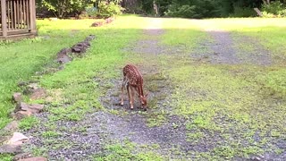 NW NC at The Treehouse 🌳 Nutmeg allows her fawn Prancer out during the day now 🦌