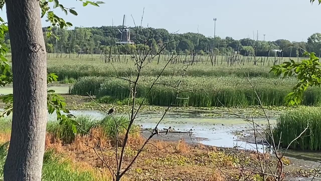 Birds in a Tree
