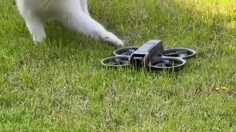 😂🚀 Cats React to UFO! First Contact Ever Recorded! | FunFM