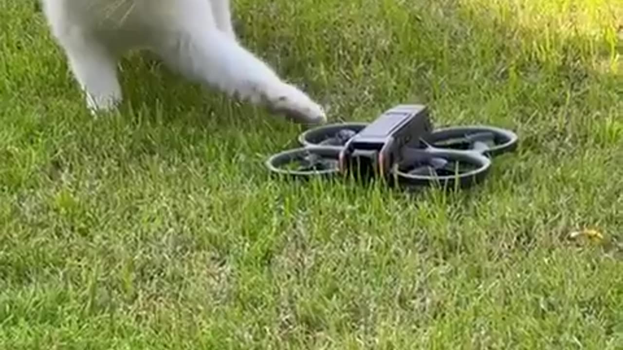 😂🚀 Cats React to UFO! First Contact Ever Recorded! | FunFM