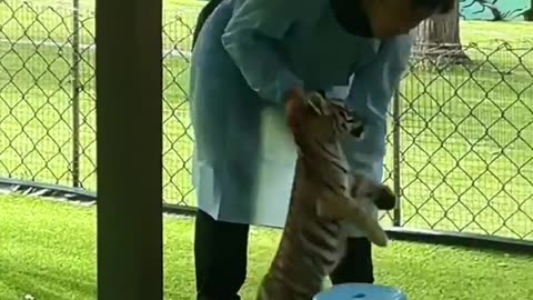 😂🐱 Cat's Reaction to Try Again in 1 Year! | FunFM