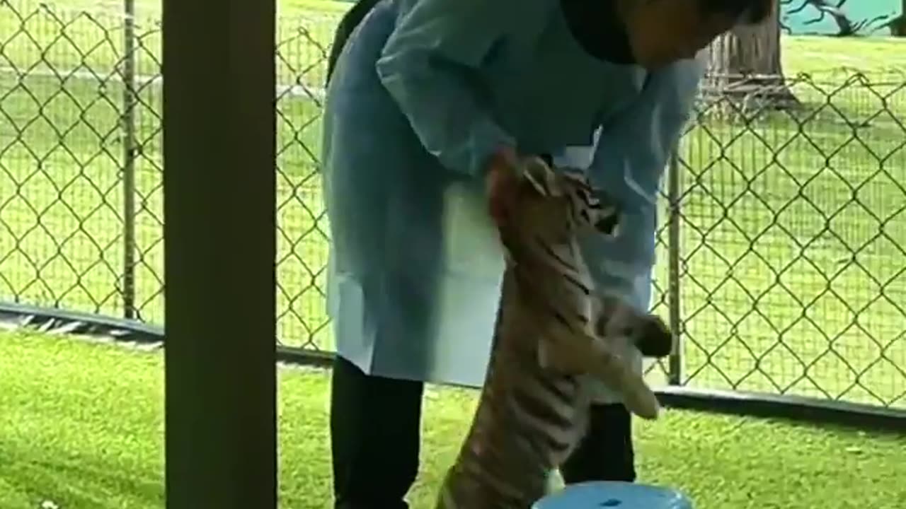 😂🐱 Cat's Reaction to Try Again in 1 Year! | FunFM