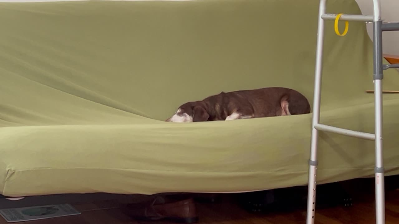 He is lazy today.
