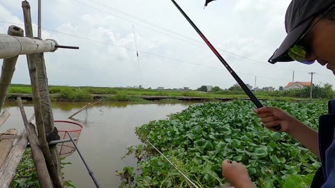 Dace Diversity Varieties Across Rivers