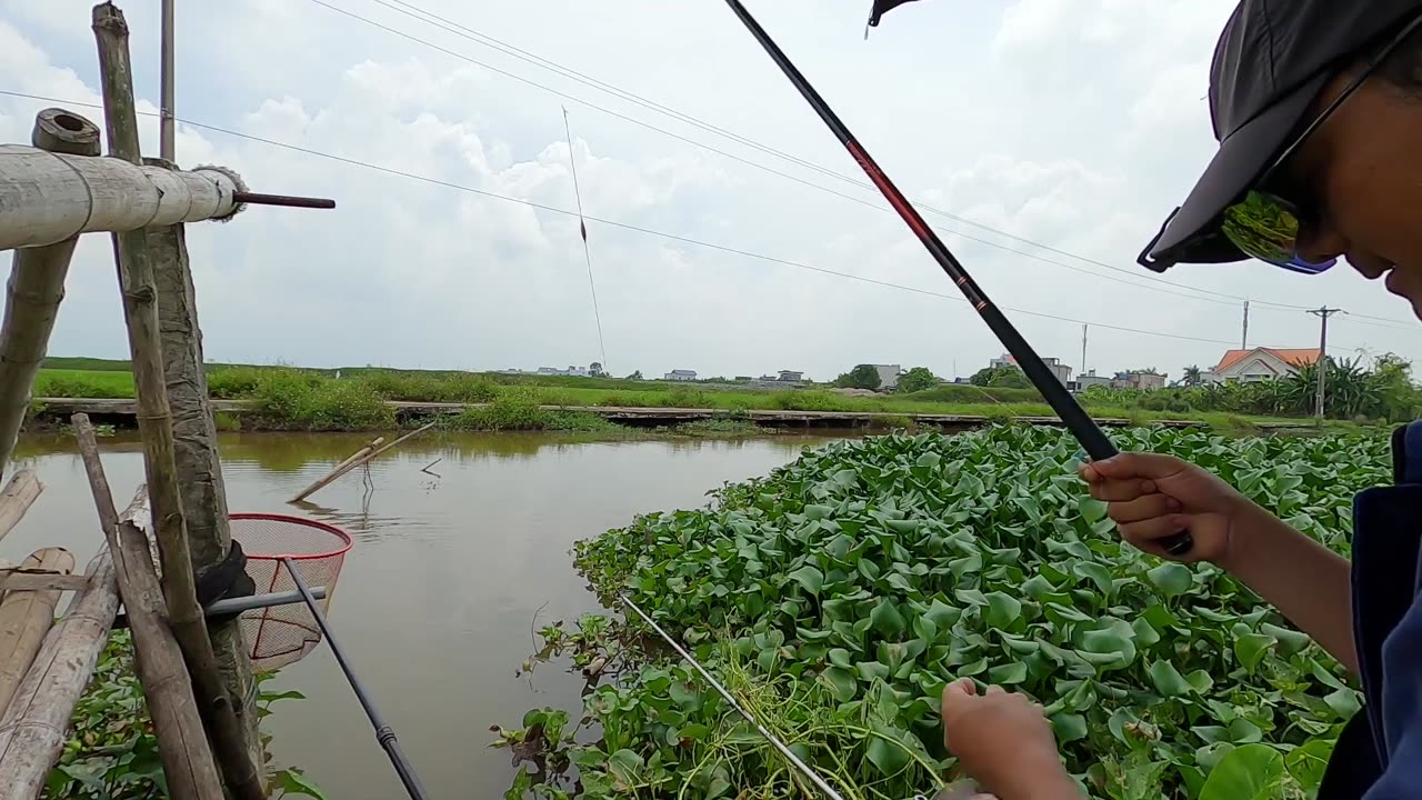 Dace Diversity Varieties Across Rivers