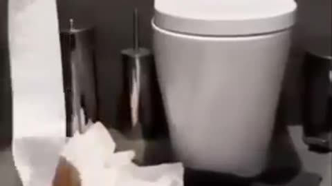 cat and dog video
