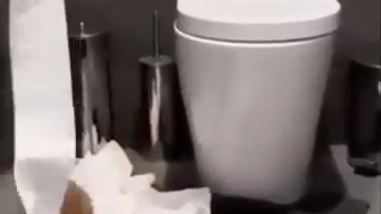 cat and dog video