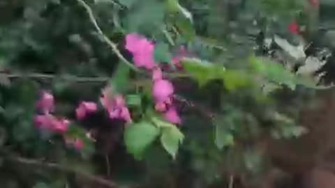 RoadSide Flower 🌸 Views❤️