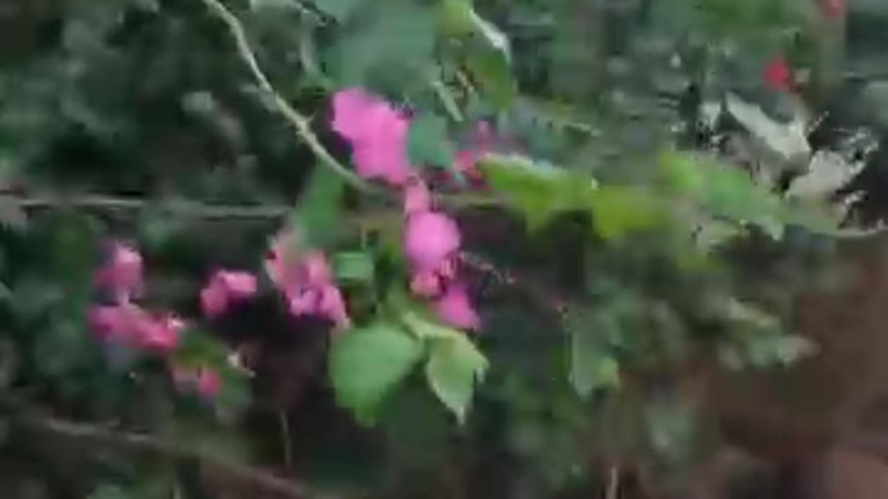 RoadSide Flower 🌸 Views❤️