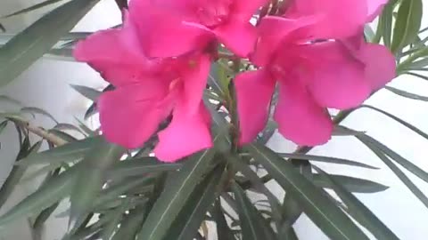 Beautiful pink flowers next to a house, they are pretty and charming! [Nature & Animals]