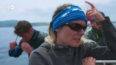 Last Tuna Fishermen of the Azores: Sustainable Rod Fishing vs Industrial Giants