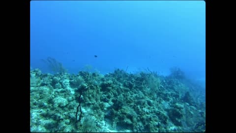 Rainbow Diving – Swimming Through a Kaleidoscope of Marine Life!