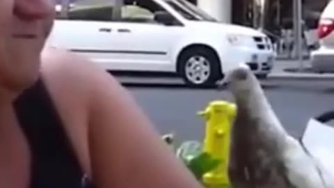 Funny Animals VS People comedy!!! 🤠👩‍🦰👨‍🦰 #jirpet #petdryer #pets #nature #animals #explore #happy