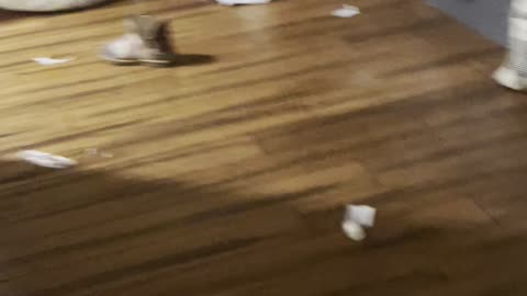 Amazing puppies
