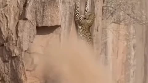 The leopard can't catch the goat that's too clever.