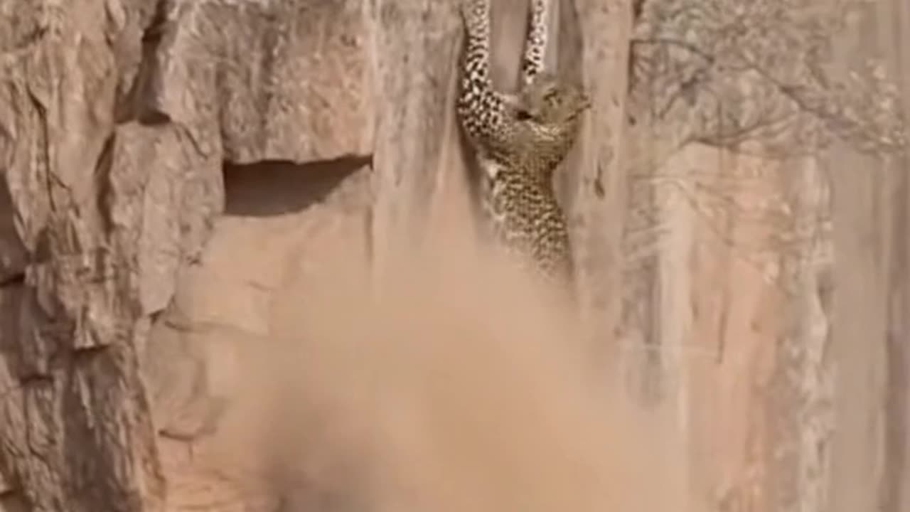 The leopard can't catch the goat that's too clever.