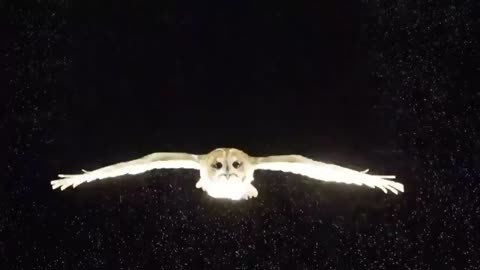 Owl flight disruption of air mass