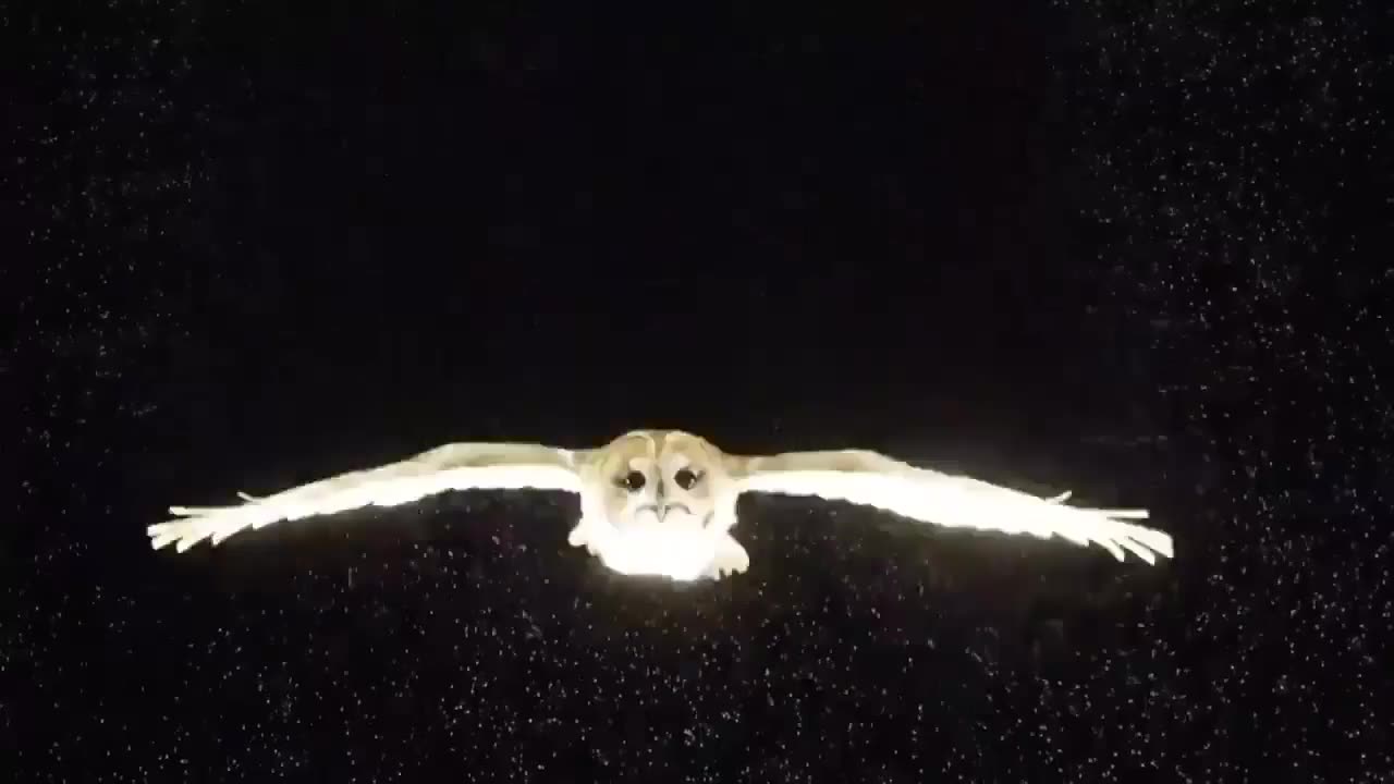 Owl flight disruption of air mass